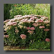 Sedum 'Herbstfreude'